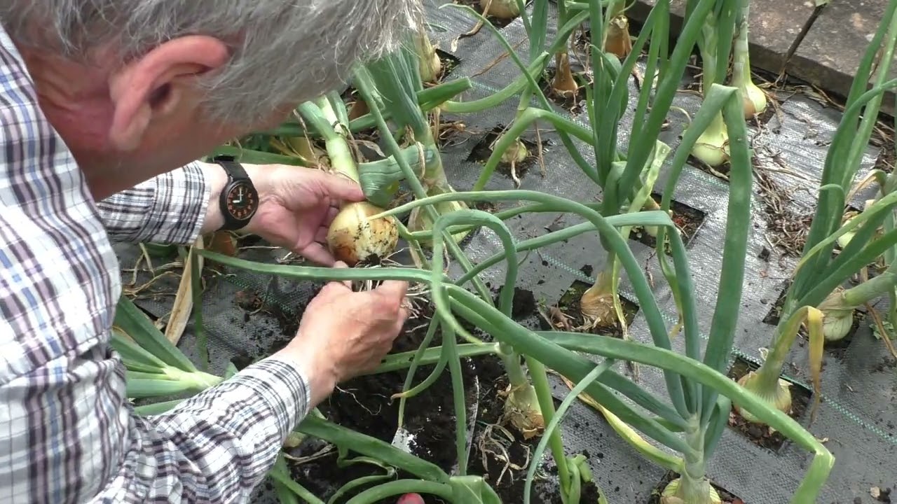 055-Towards Managing Onion White Rot Fungus-2nd July 2022