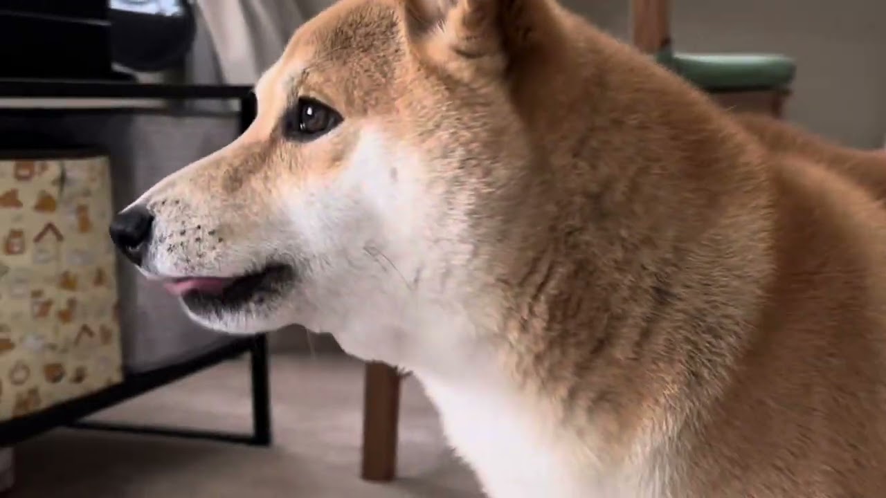 Shiba Inu Barking Compilation
