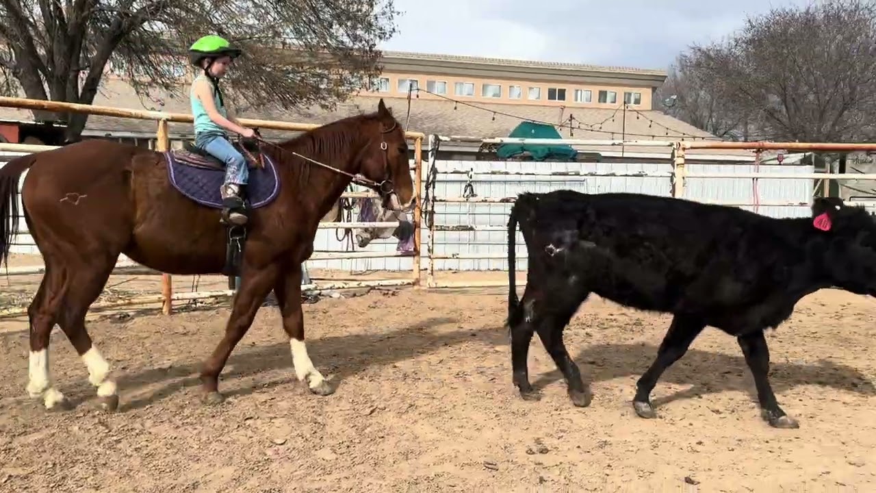 Dualin Boons Paradox - 4 Year Old Gelding 