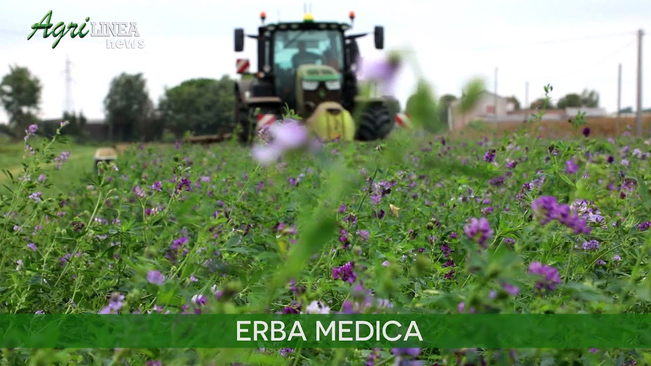 Dal Parco del Delta del Po – Erba media – Dallo sfalcio al mercato