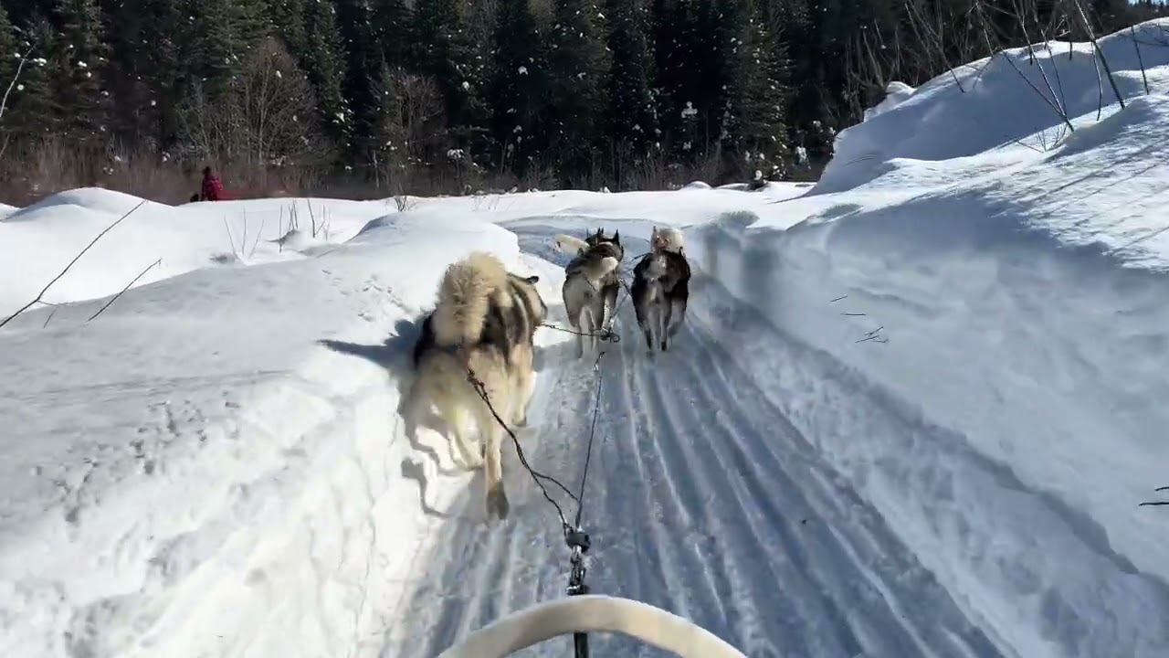 Dogsledding at Aventures Nord-Bec Stoneham