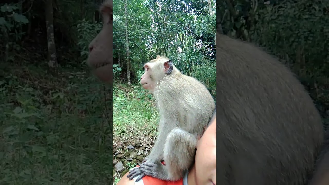 Pelepasan si 