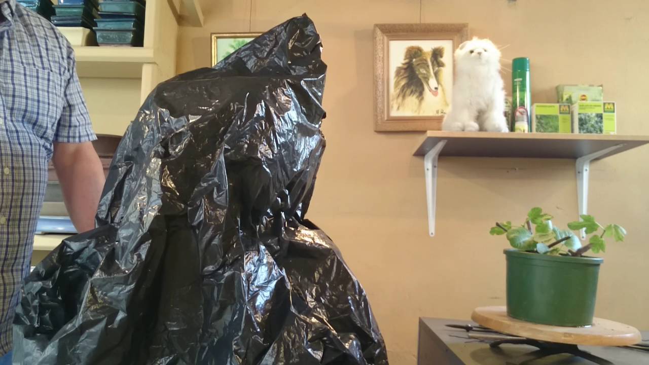 Como enrraizar estaquillas de higueras y comentarios estacas con bolsas de plásticos