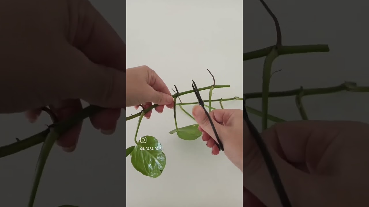 Como fazer mudas de Jib&oacute;ia #plantas #jiboia #decora&ccedil;&atilde;o #inspiration