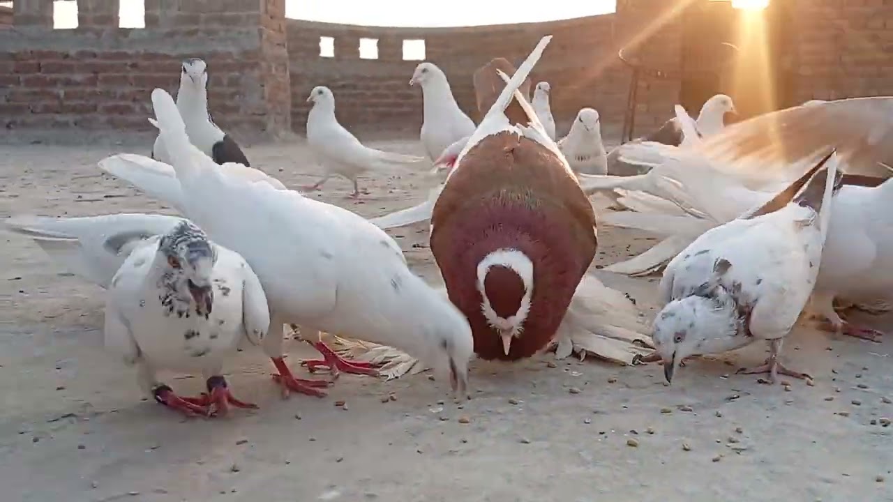 Kabootar ki Qisam aur Unki Pehchan | Pigeon Breeds in Pakistan