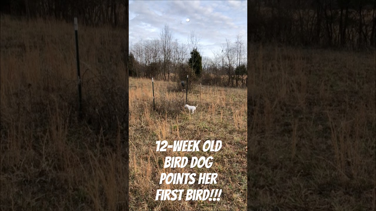 12 Week Old Harper's Intro To Birds #birddog #hunting #dogtraining