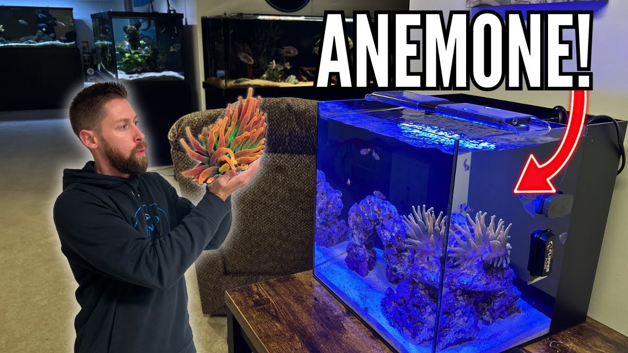 НОВЫЙ ДОРОГОЙ АНЕМОН для Nano Saltwater Reef Tank!
