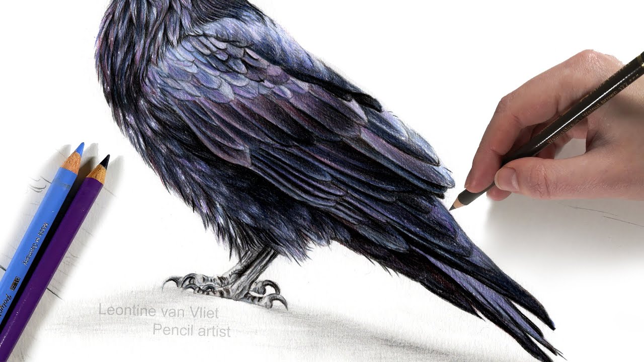 How to draw black shiny feathers and which colors to choose | REAL TIME TUTORIAL
