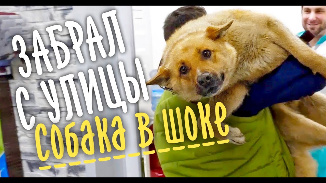 ЩЕНКИ повсюду! МАМКУ забрал на стерилизацию.