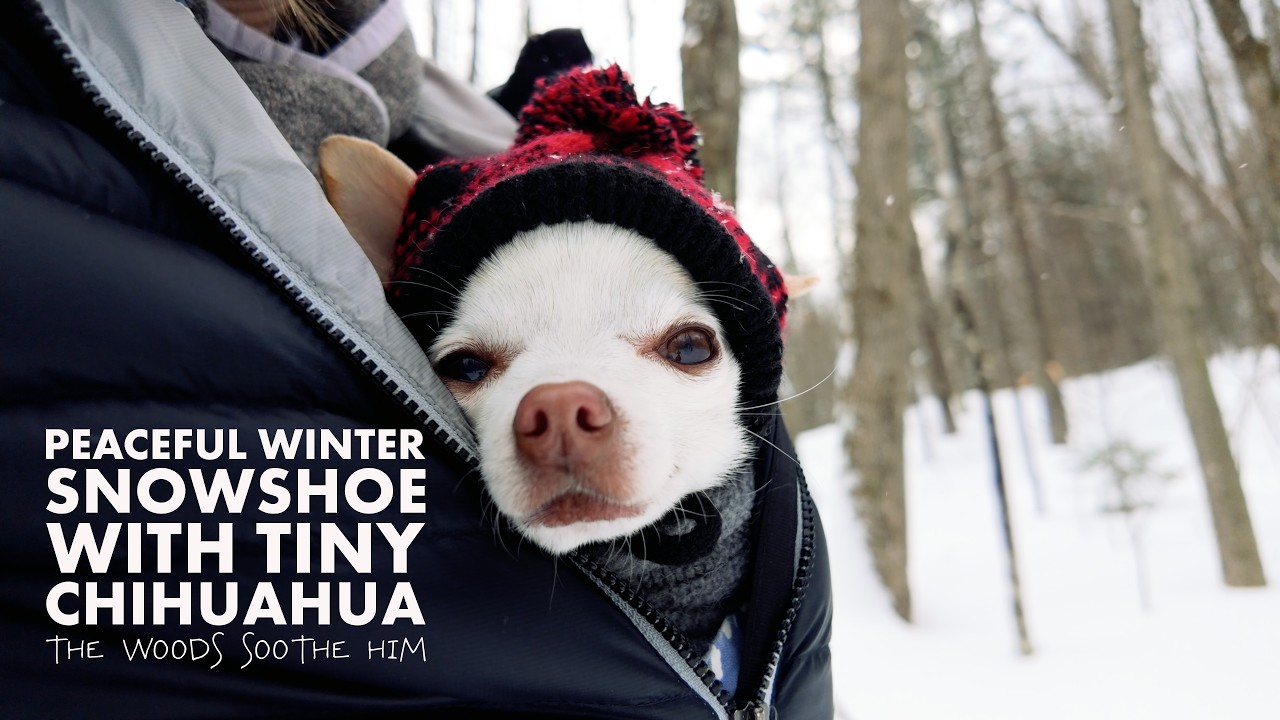 Peaceful snowshoe with tiny Chihuahua