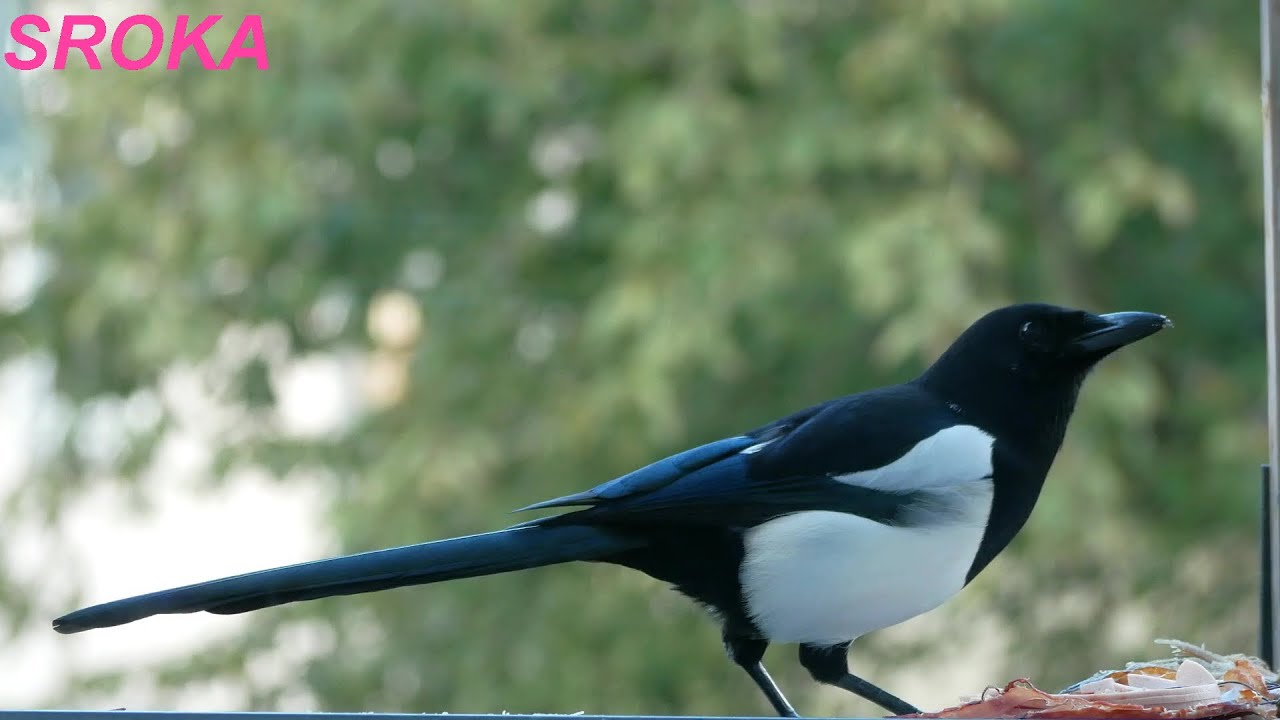Sroka złodziejka Ptaki.Elster 🕊  🕊 21
