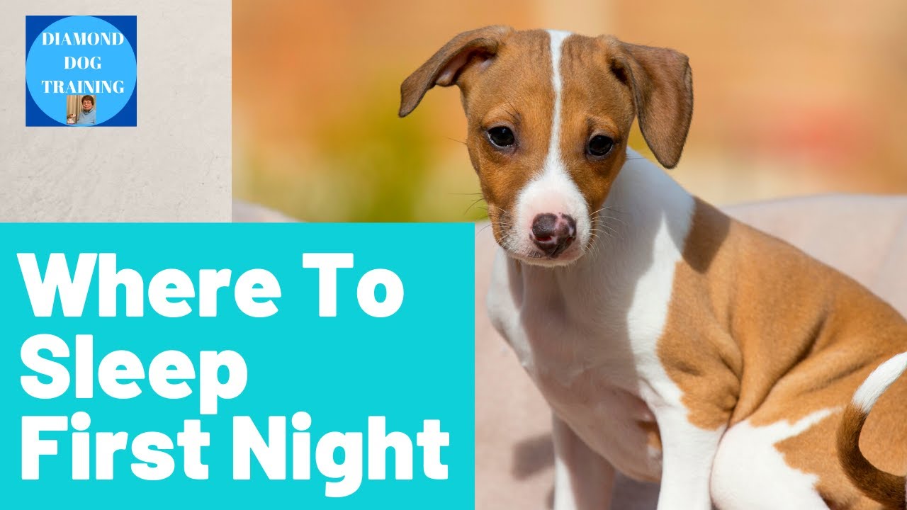 Where Should Your Puppy Sleep The First Night/ Tips From Italian Greyhound  Puppy Breeder