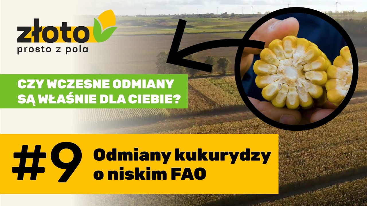 Złoto prosto z pola: Odmiany kukurydzy o niskim FAO #9