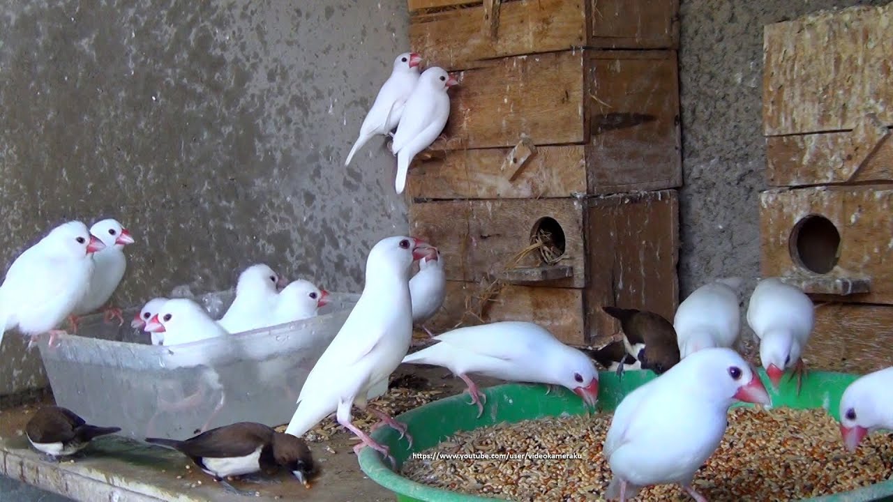 White Java Sparrow and Friends - Sunday, January 09, 2022
