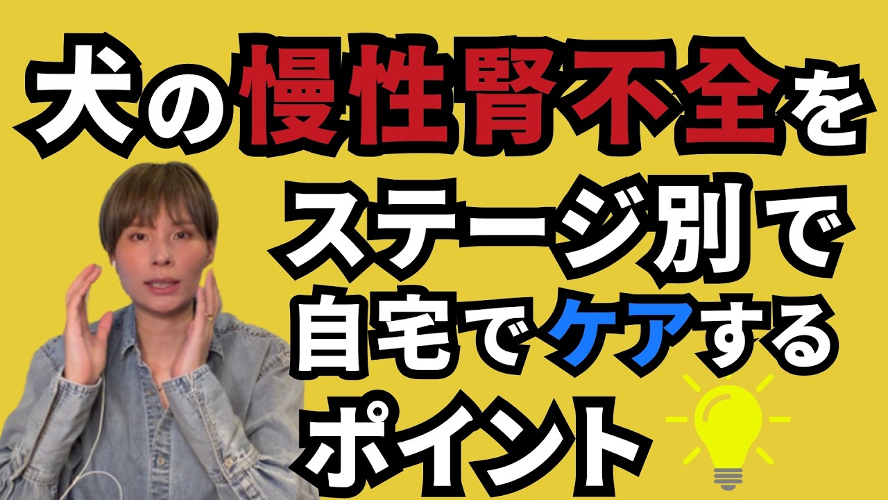 犬の慢性腎不全をステージ別で自宅でケアするポイント