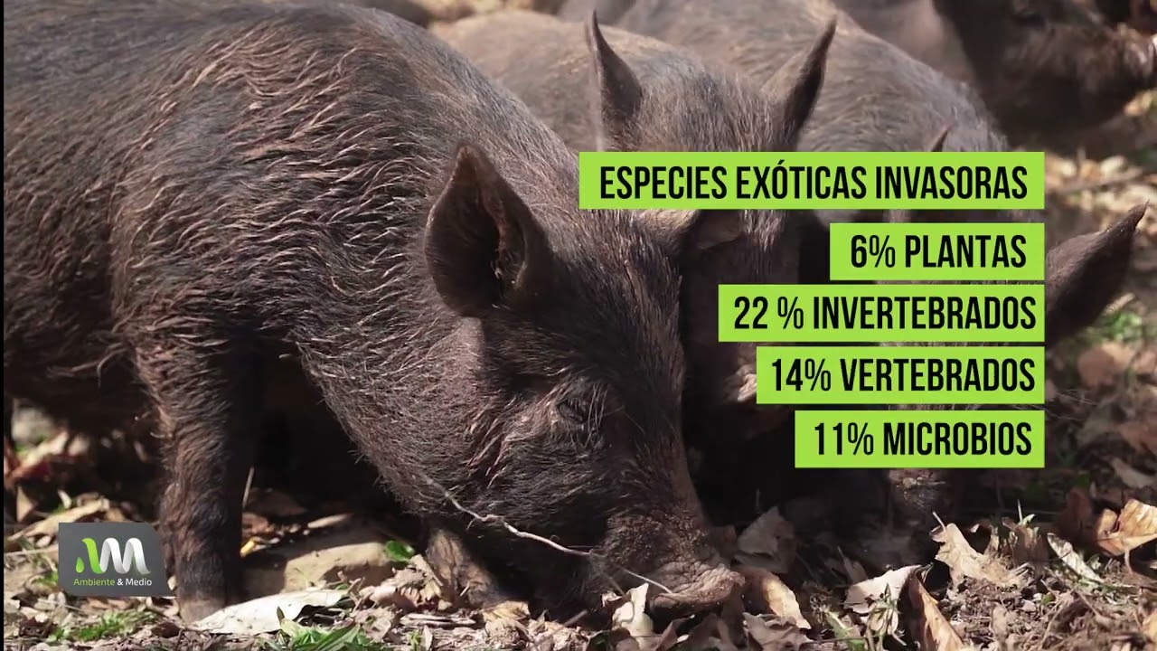 Invasores invisibles: El peligro de las especies exóticas 🚫🌿