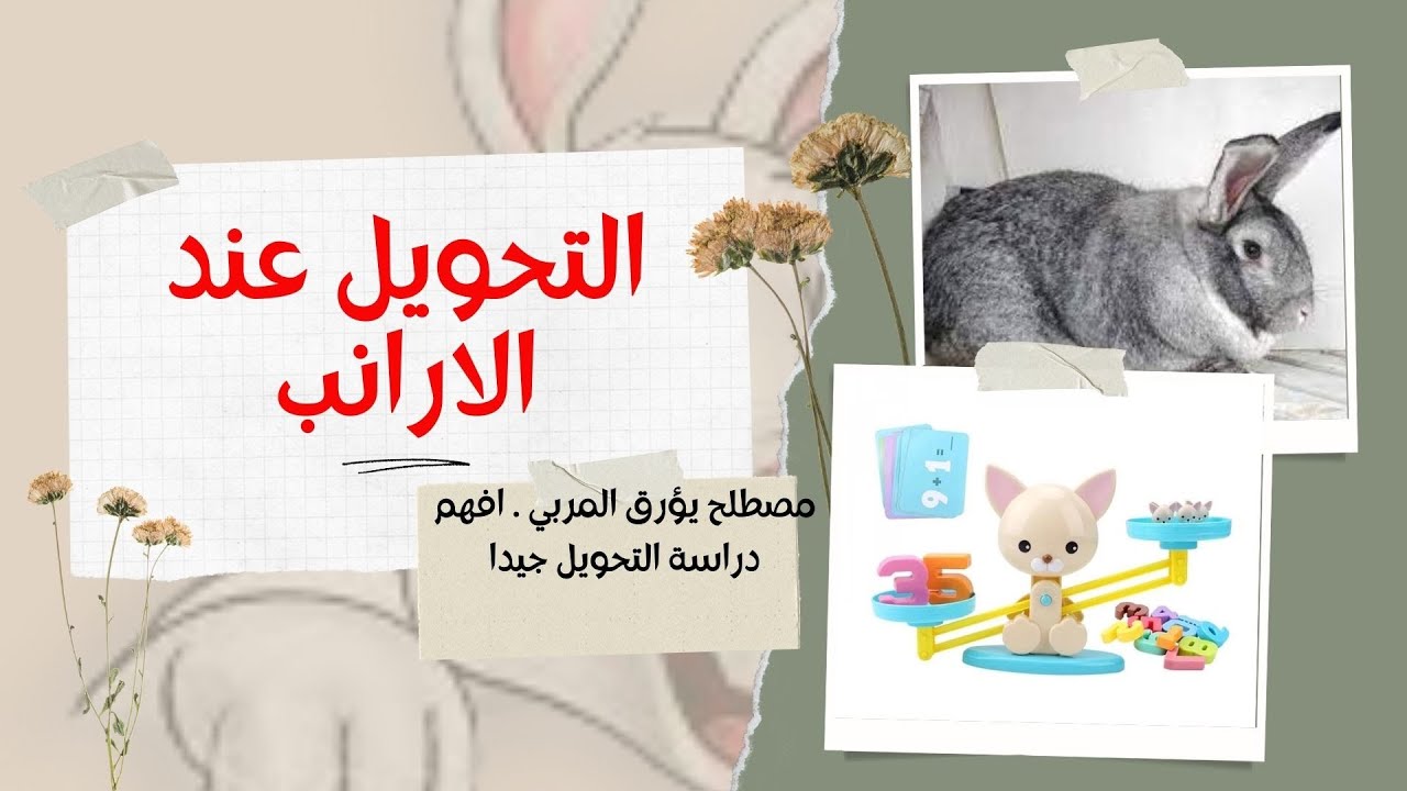 التحويل عند الارانب افهم جيدا حساب نسبة التحويل و العوامل المؤثرة عليه