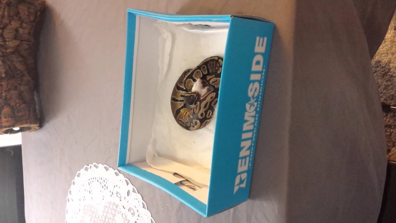 Python royal qui mange