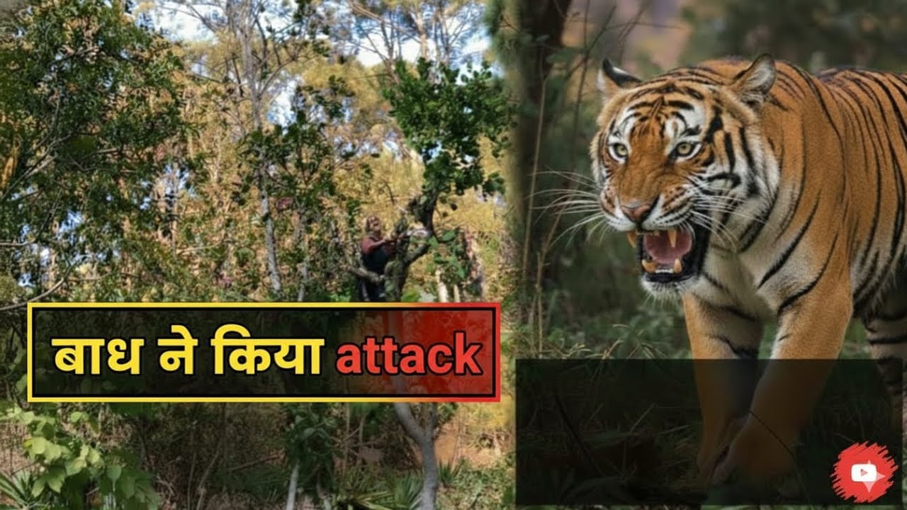 Tiger ne kiya attack🐅🐅/ Jungle mei lagi aag