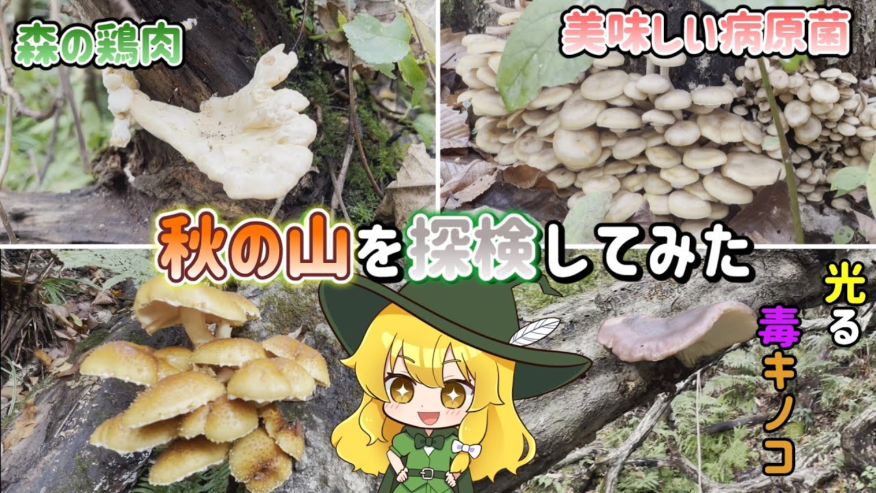 【ゆっくり実況】魔理沙と行くキノコ狩り【ゆっくり料理】【ゆっくり解説】