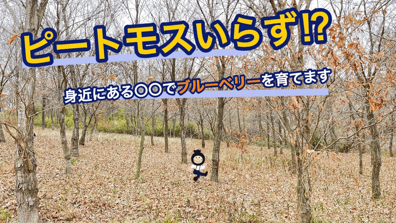 【ピートモス不要】酸度調整も楽になる⁉︎これでブルーベリーを育てます