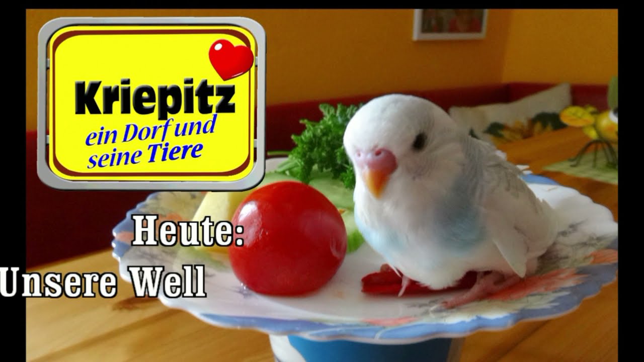 Wellensittiche, Wellensitticheltern füttern ihre Jungtiere, tolle Bilder, Aufzucht