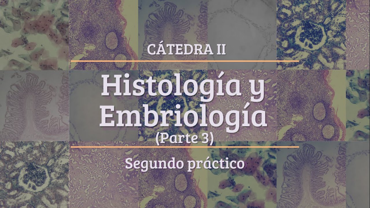 Tejido Epitelial Parte 3