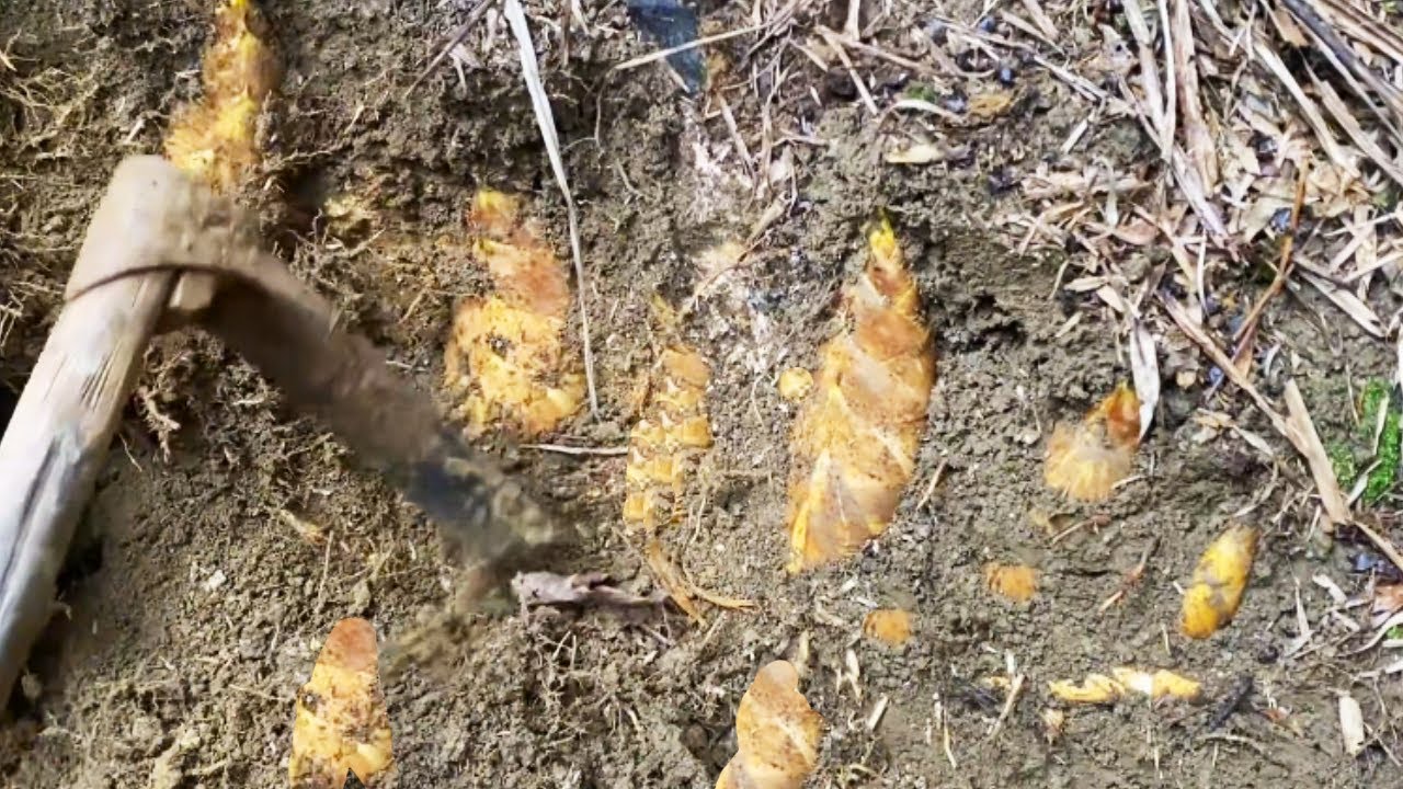 阿峰按着竹鞭走向发现一窝笋，一挖一个太过瘾，一会儿收获一大筐表妹惊呆！