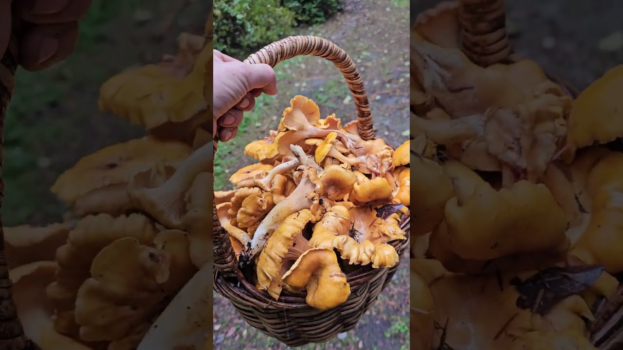 Bumper crop Chanterelle year. 