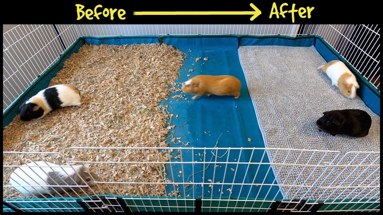Guinea pig cage makeover - fleece bedding is back!