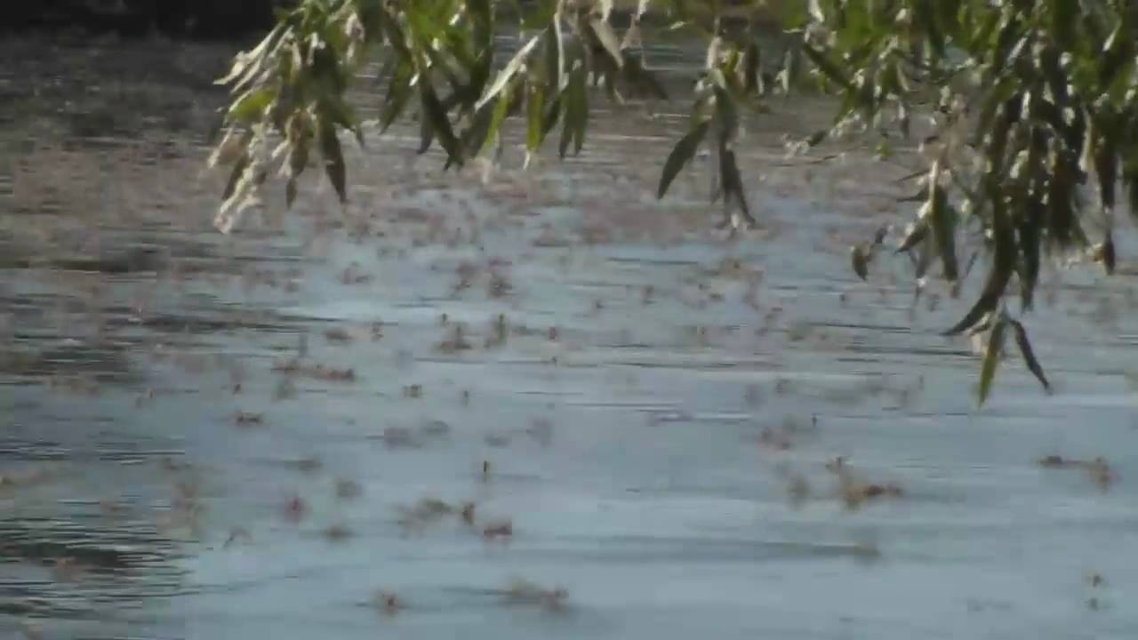 Mayfly swarming - Wild Wonders of Europe