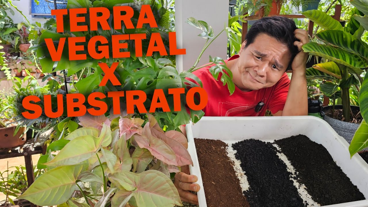 Terra vegetal x Substrato, qual eu uso na minha PLANTA?