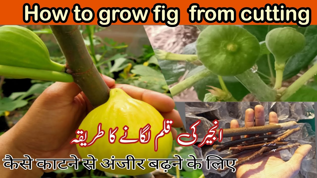 انجیر کی قلم  لگانے کا طریقہ|How to grow figs from cutting| Garden tech