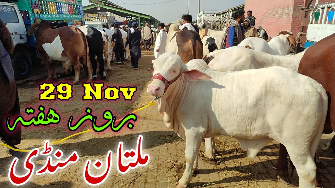 Saturday Market Scene | Multan Cow Mandi 2026 | Cholistani & Gulabi Bachray Update