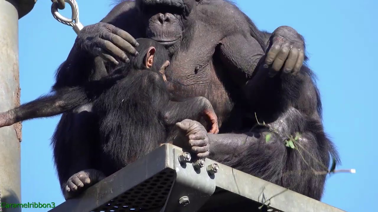 Dec 2020 Tama zoo chimps