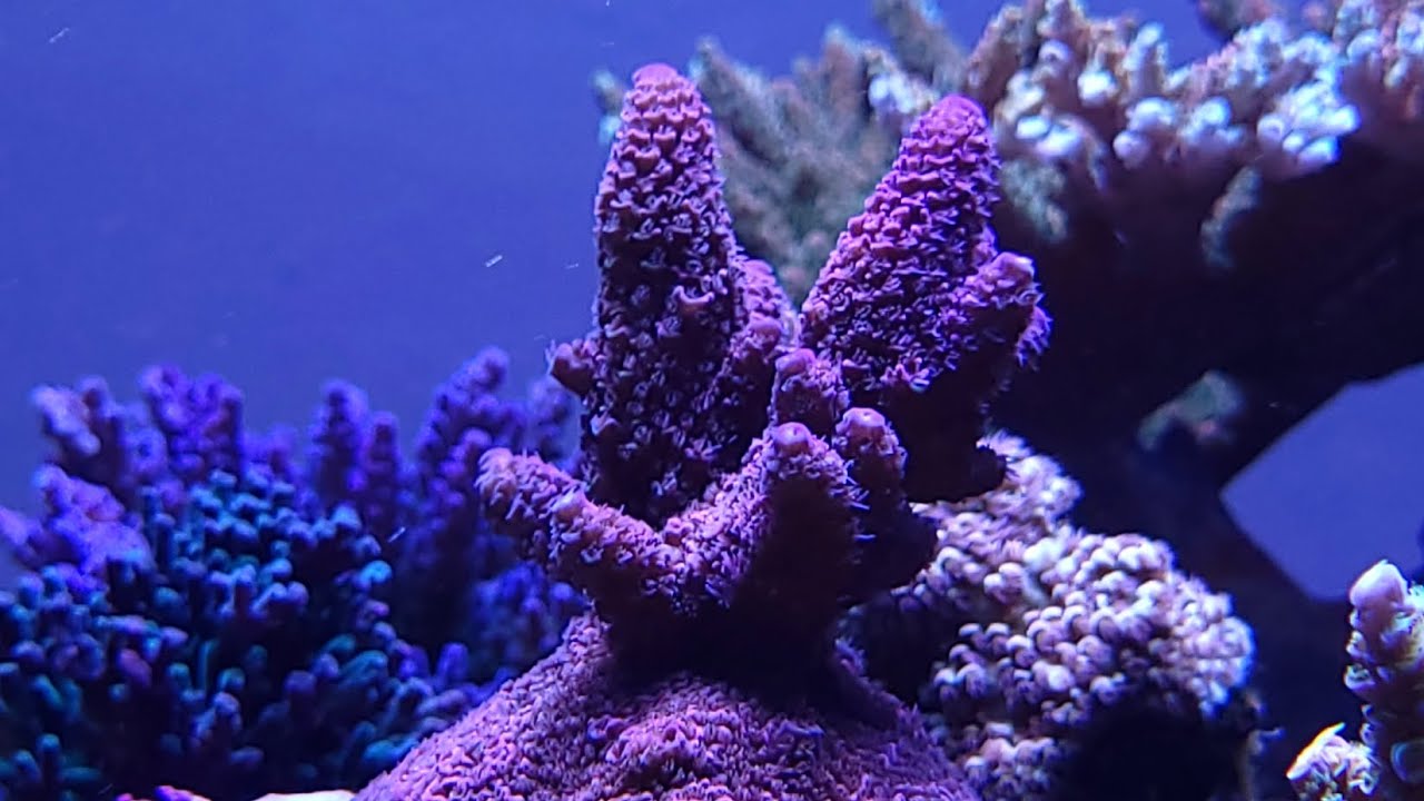 Acro Spotlight:  Battlecorals BC Battlegum Milli