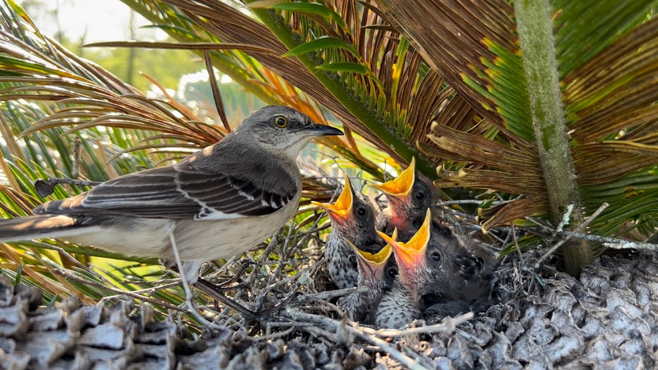 Mockingbird from Egg to First Flight!