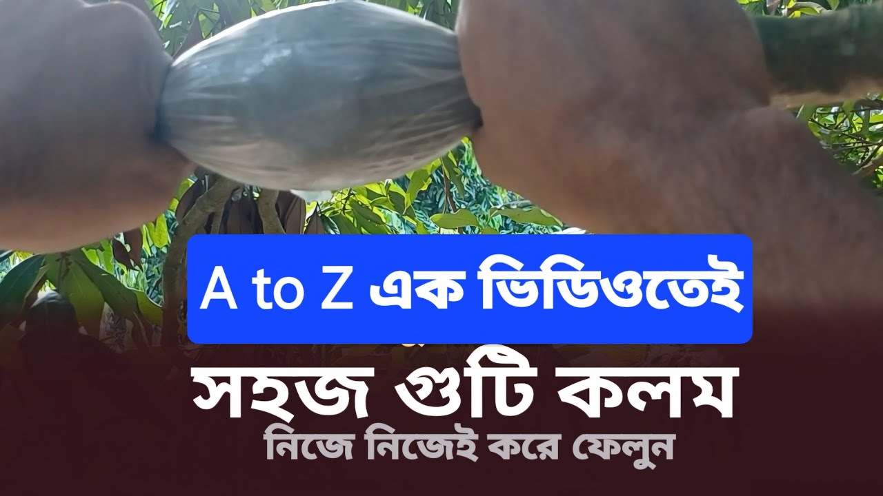 গুটি কলম করার সঠিক পদ্ধতি | লিচু গাছের গুটি কলম করার নিয়ম | গাছের কলম করার সহজ পদ্ধতি