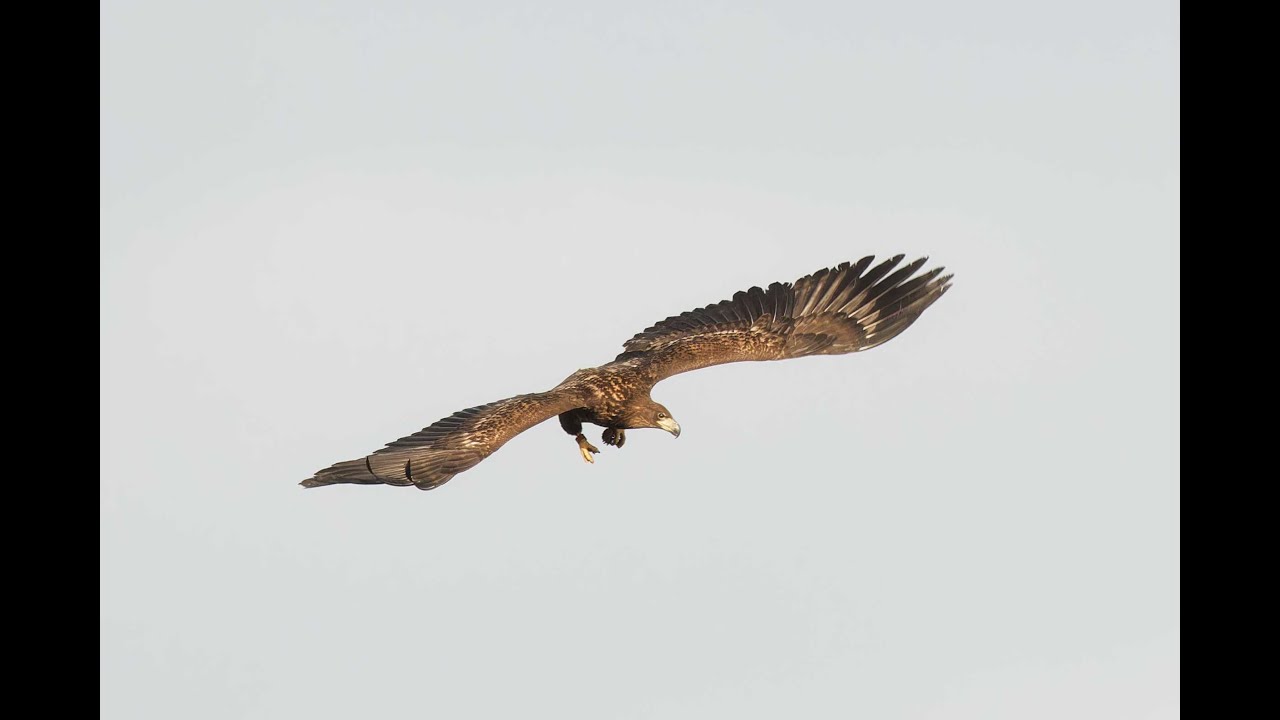 White-tailed Eagle, Stowlangtoft, Suffolk, 27/1/24