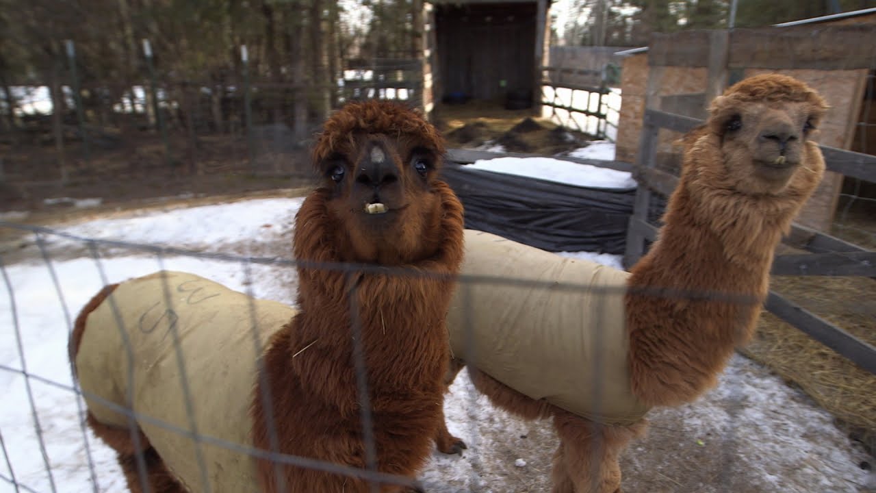 Vaccines for Feisty Alpacas
