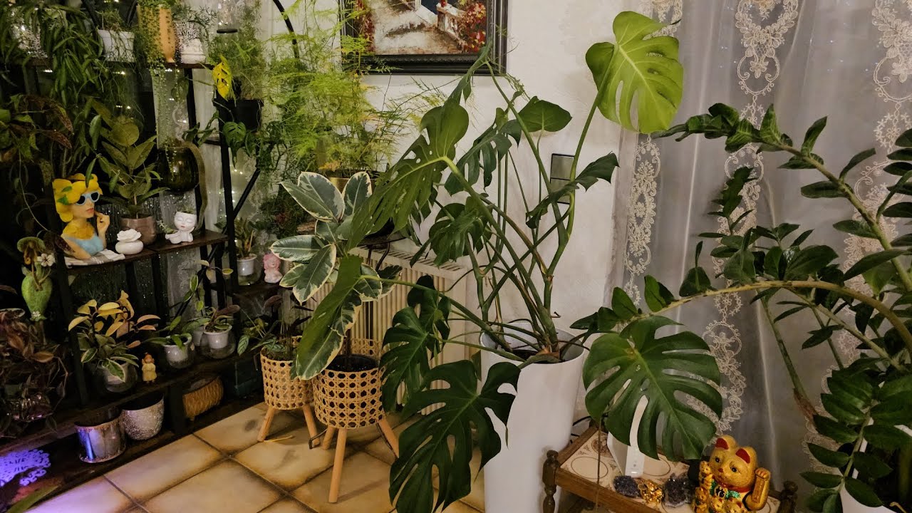 Комнатные растения ОБЗОР 2025#plants #top #garden #nature #
