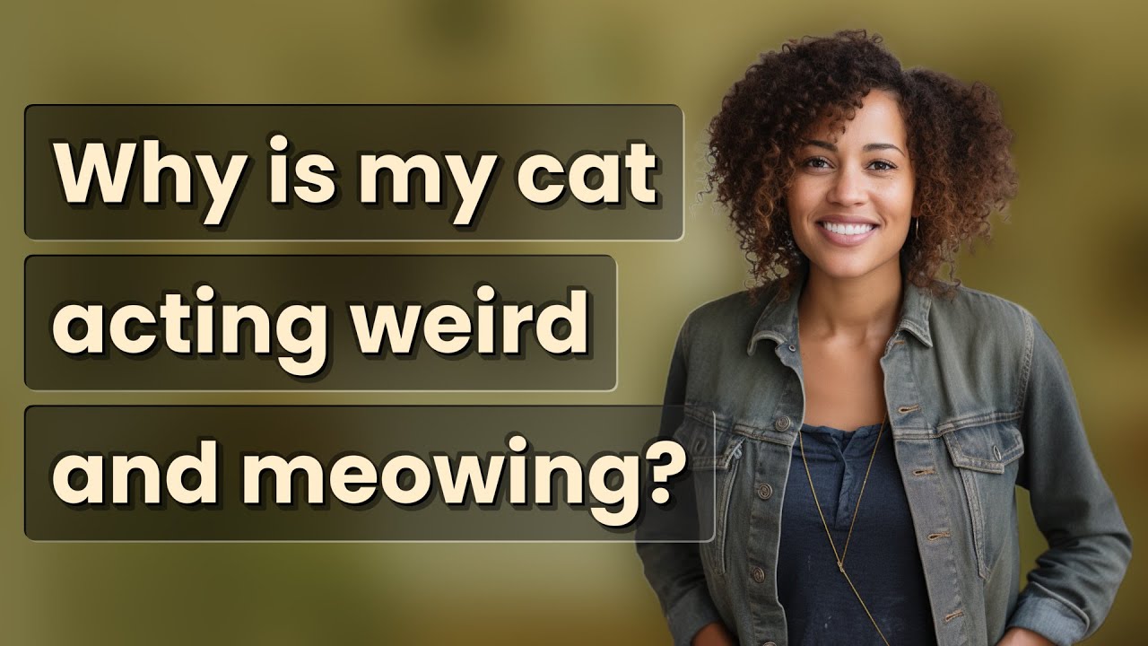 Why is my cat acting weird and meowing?