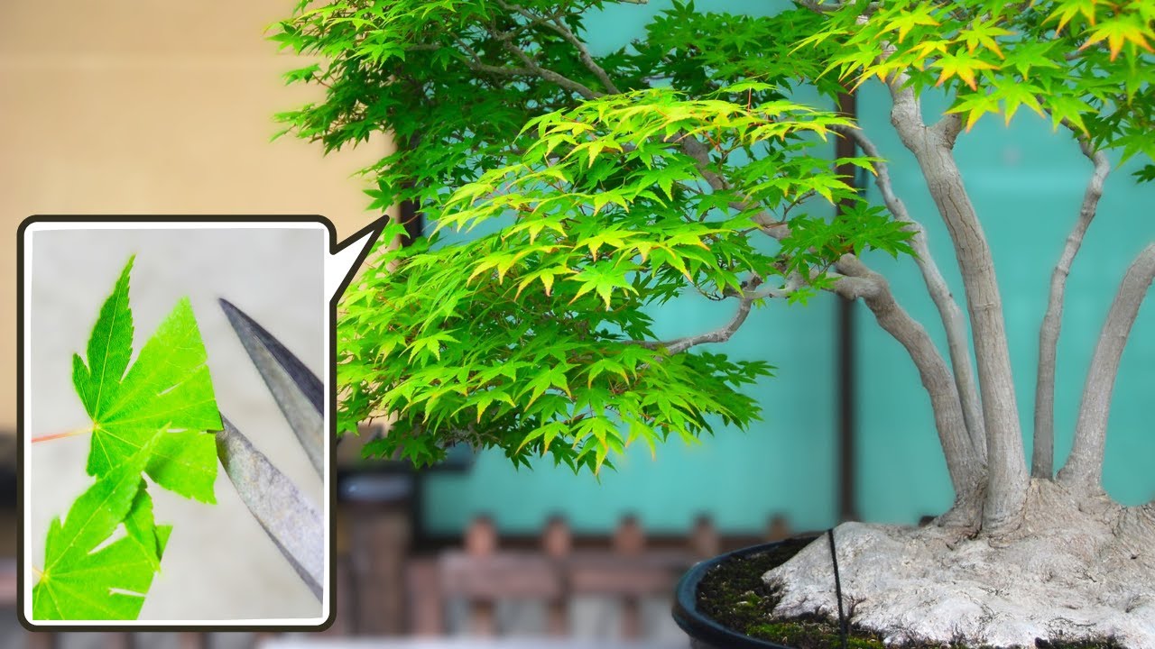 This Simple Trick Makes Bonsai Branch Out More