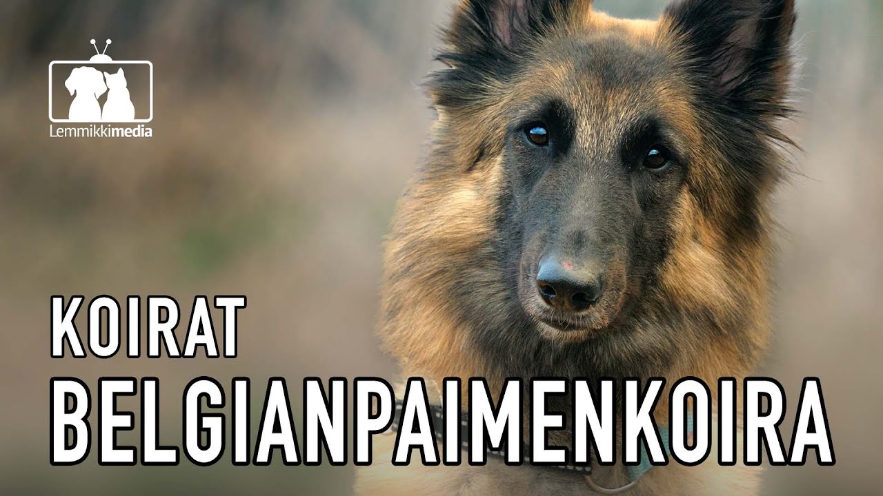 KOIRAT: Belgianpaimenkoira