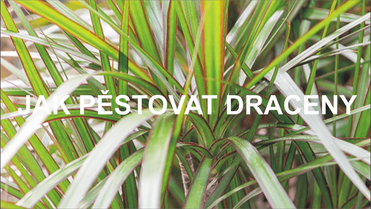 Honzík Lací - Jak pěstovat draceny