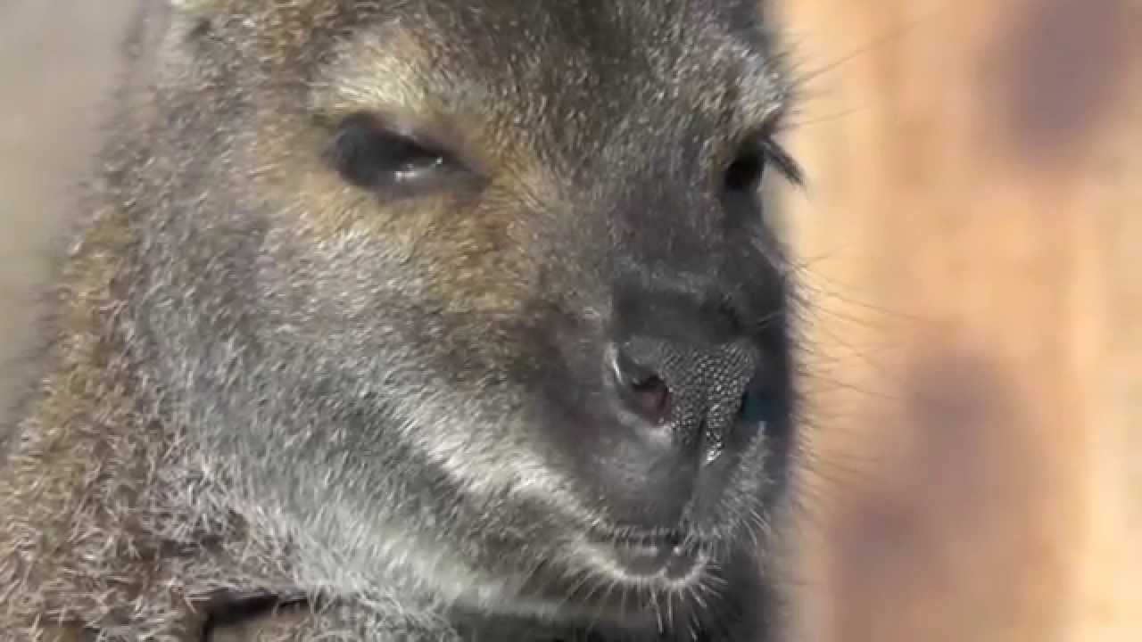 Bennett-Känguru: Close-up
