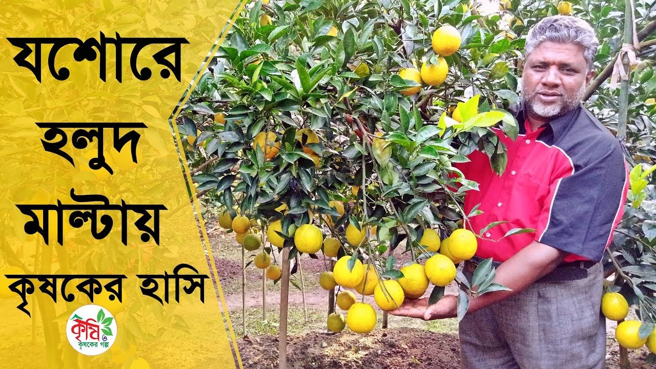 মাল্টা চাষে সফল আব্দুল করিম - malta farming in bangladesh