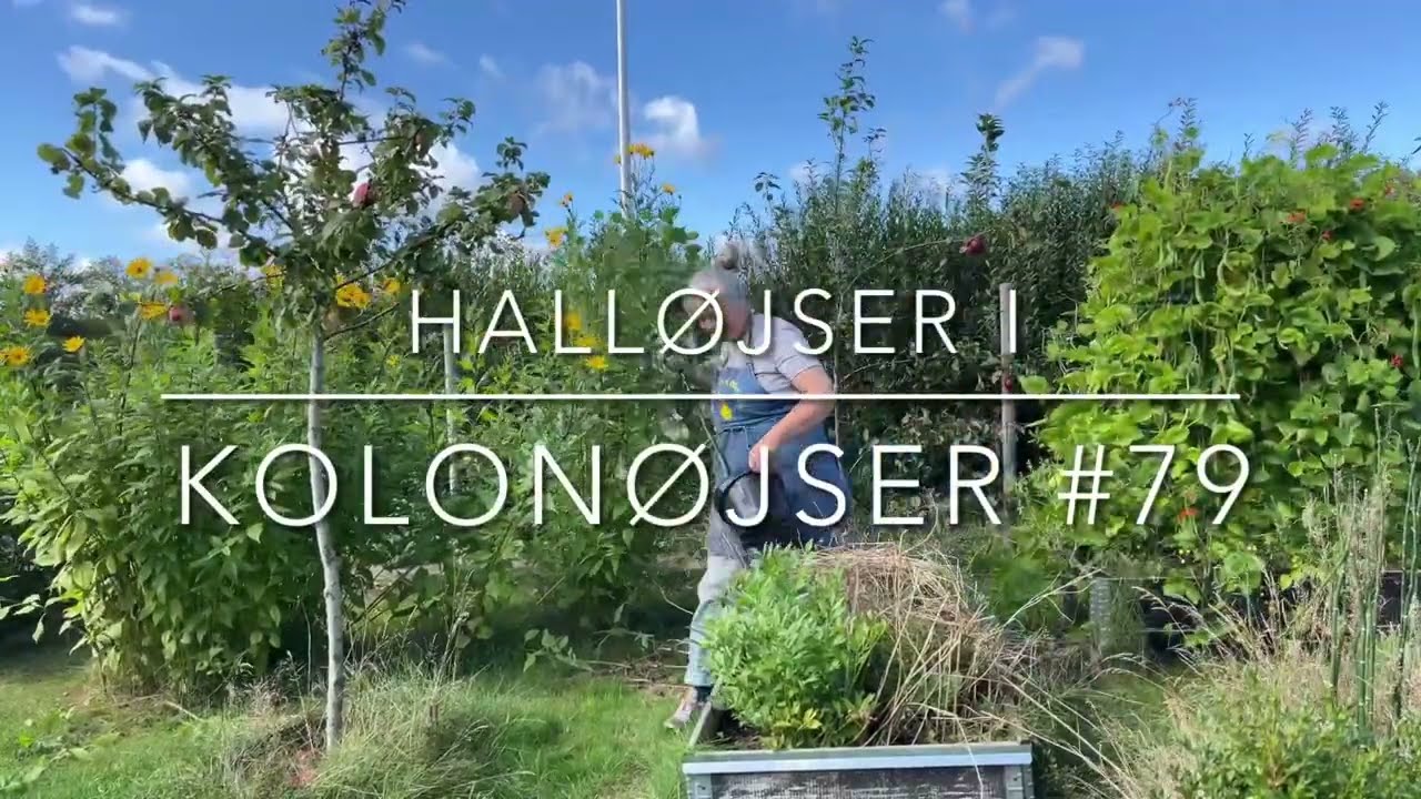 Man skal ikke lade sund fornuft stå  i vejen for en god idé #78 - 10. september 2025