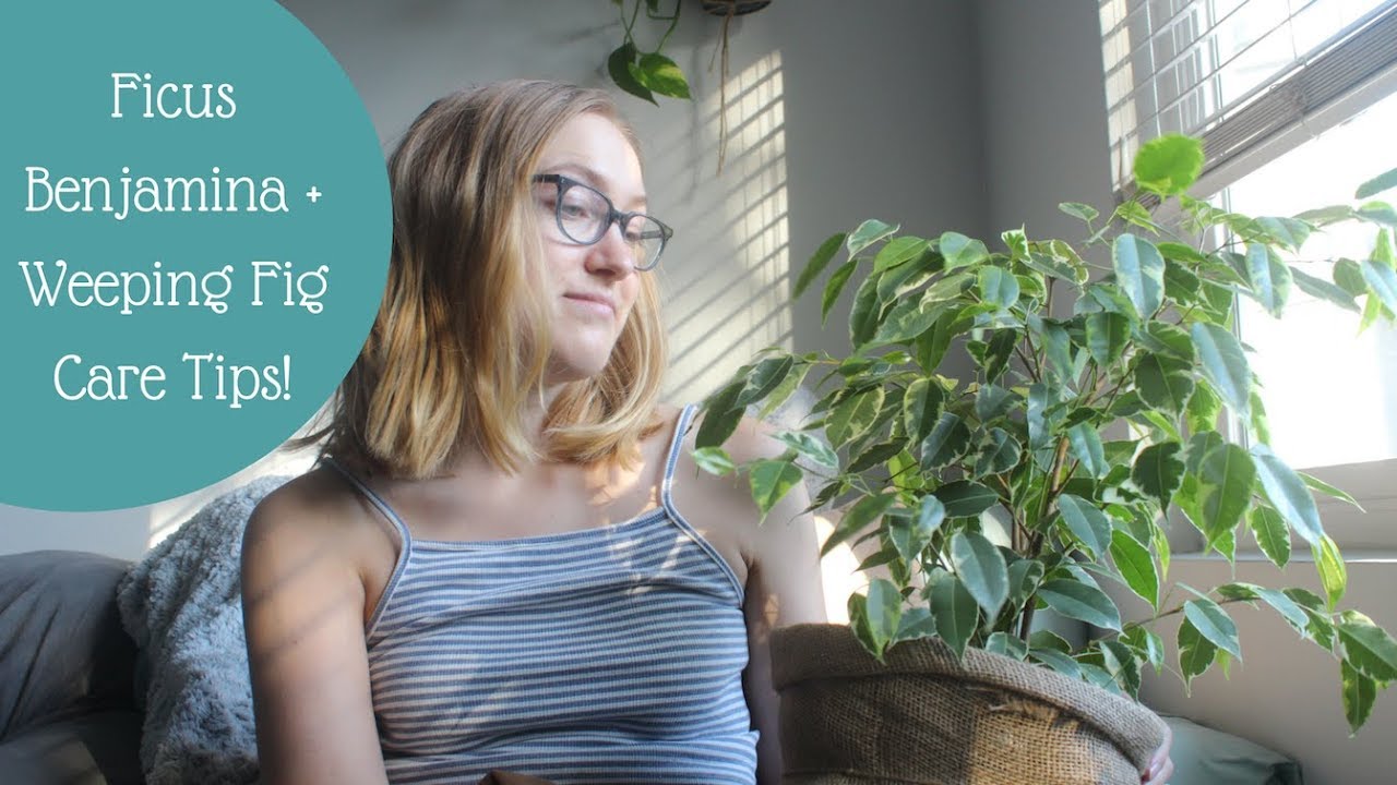 Weeping Fig | Ficus Benjamina Care Tips!