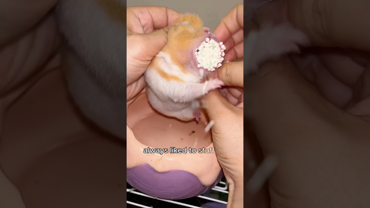 hamsters who love to hide things 